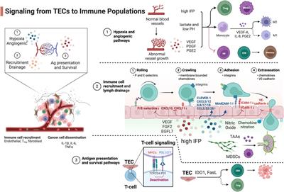 Signaling crosstalk between tumor endothelial cells and immune cells in the microenvironment of solid tumors